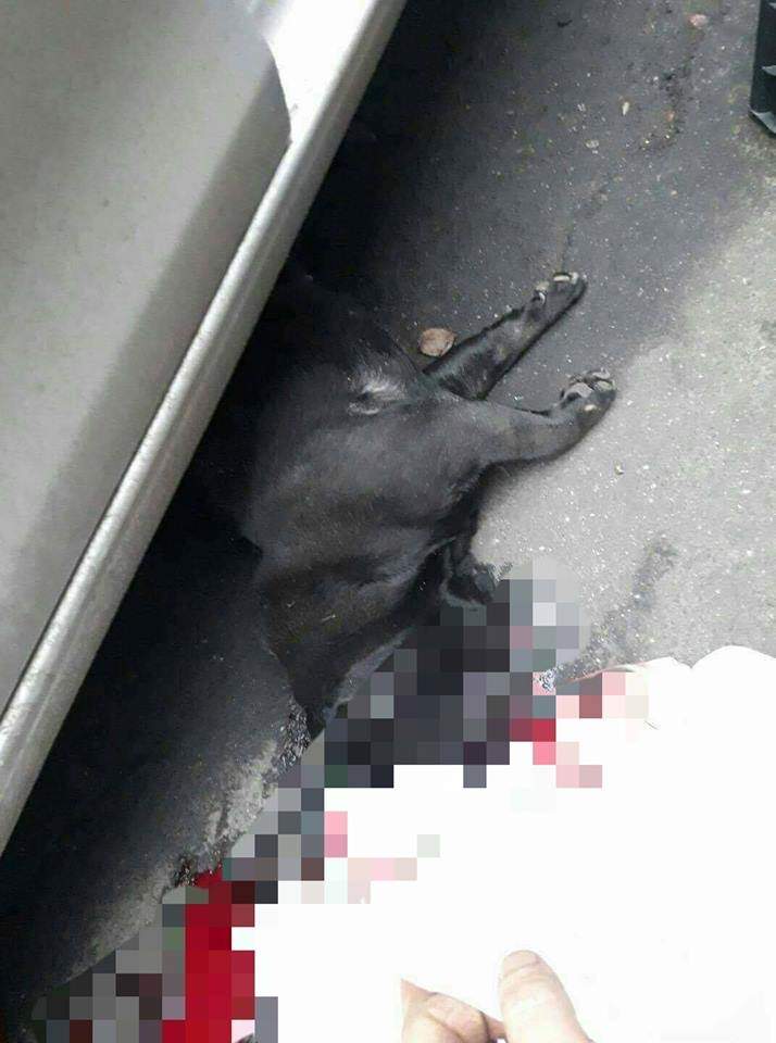 В столице пятилетний ребёнок за рулём сбил насмерть собаку (фото)