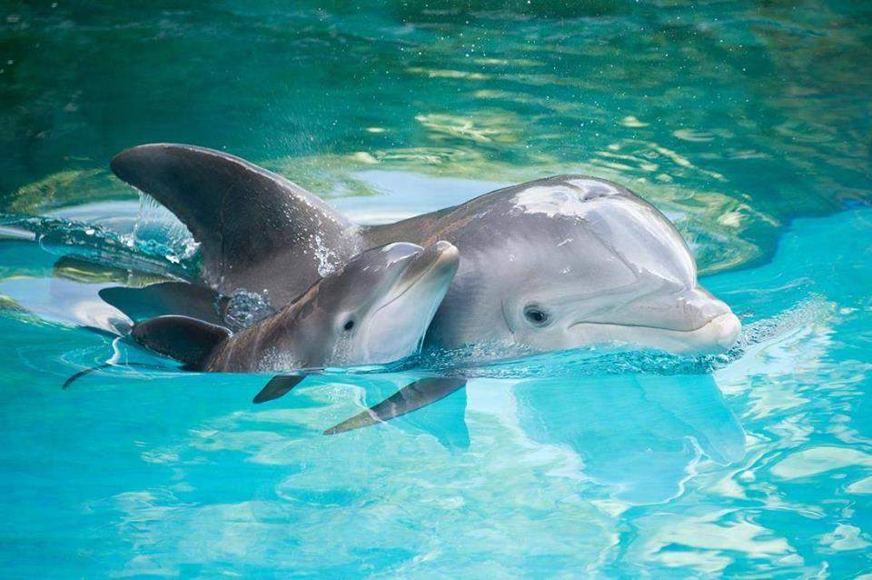 В Трускавце спасли дельфинов и морских котиков от переохлаждения (Фото)