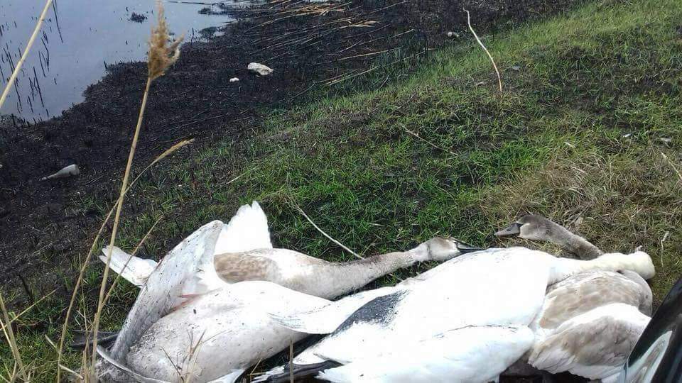 В селе на Днепропетровщине расстреляли лебедей (Фото) 
