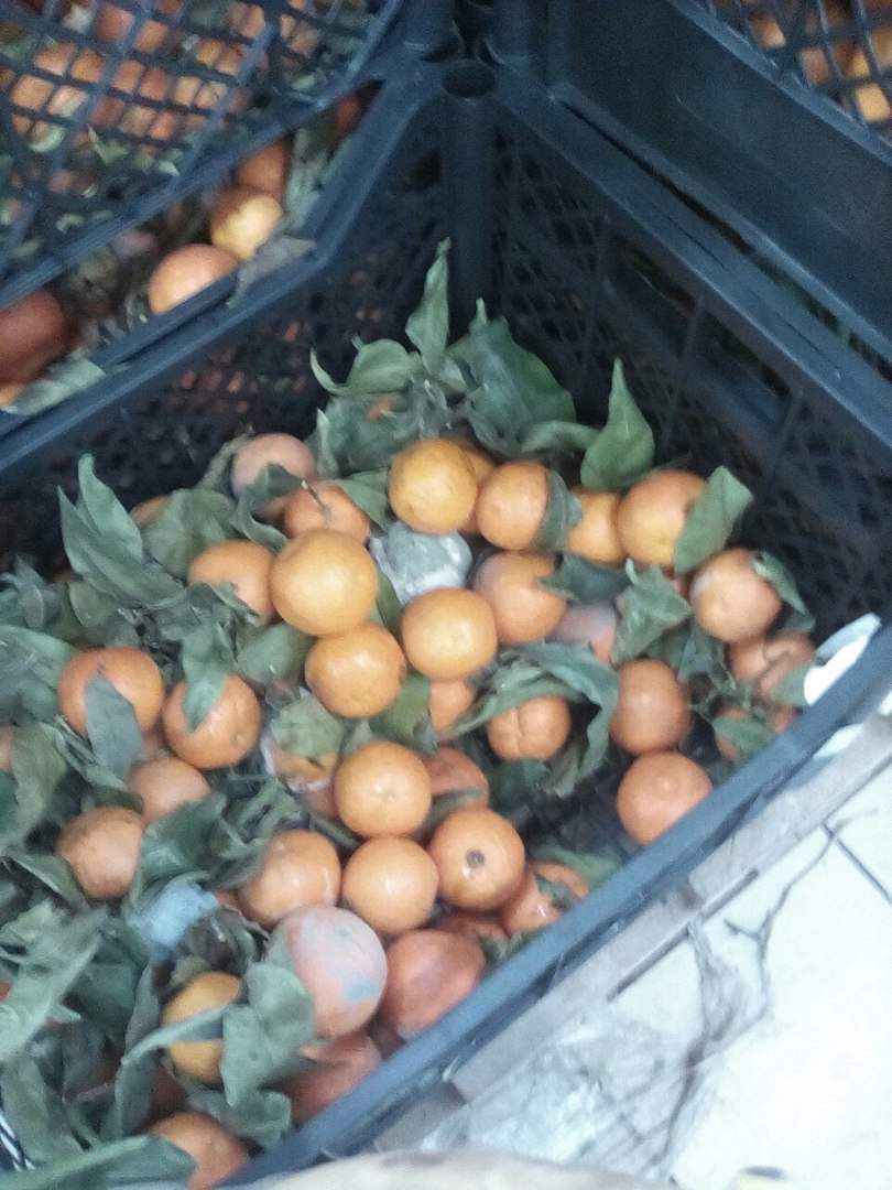 Во львовском супермаркете торгуют гнилыми мандаринами (фото)