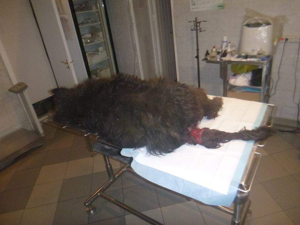 В столице собаку подорвали петардой: зоозащитники проведут протестную акцию 