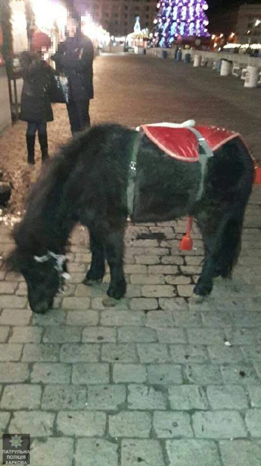 В центре Харькова обнаружен пони без хозяина
