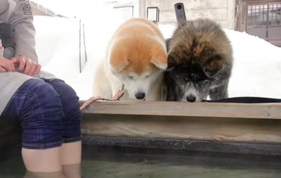 Для съемки панорамы японского города Одате  Google использовал три собаки (видео)