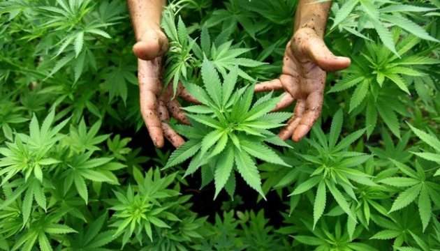 Канада решительно настроена завершить процесс легализации марихуаны
