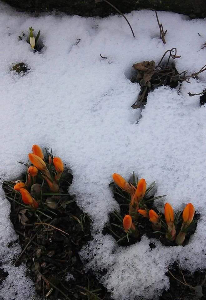 Украинцы публикуют в сети фото первоцветов, которые пробиваются сквозь снег