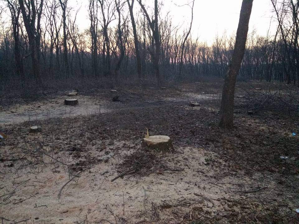 В харьковском парке неизвестные массово вырубают деревья (фото)