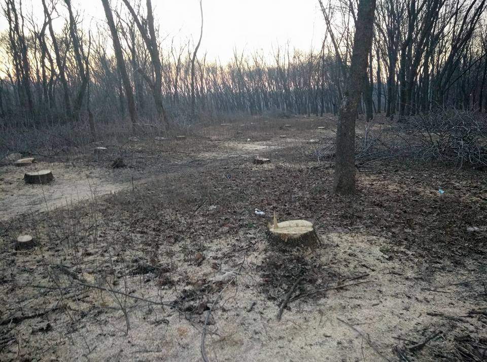 В харьковском парке неизвестные массово вырубают деревья (фото)
