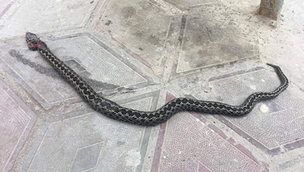 В Запорожье в областной больницы запорожец обнаружил и убил змею