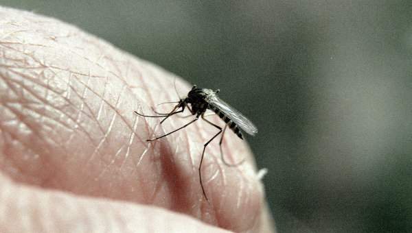 В Харьковской области женщина едва не умерла от укуса комара