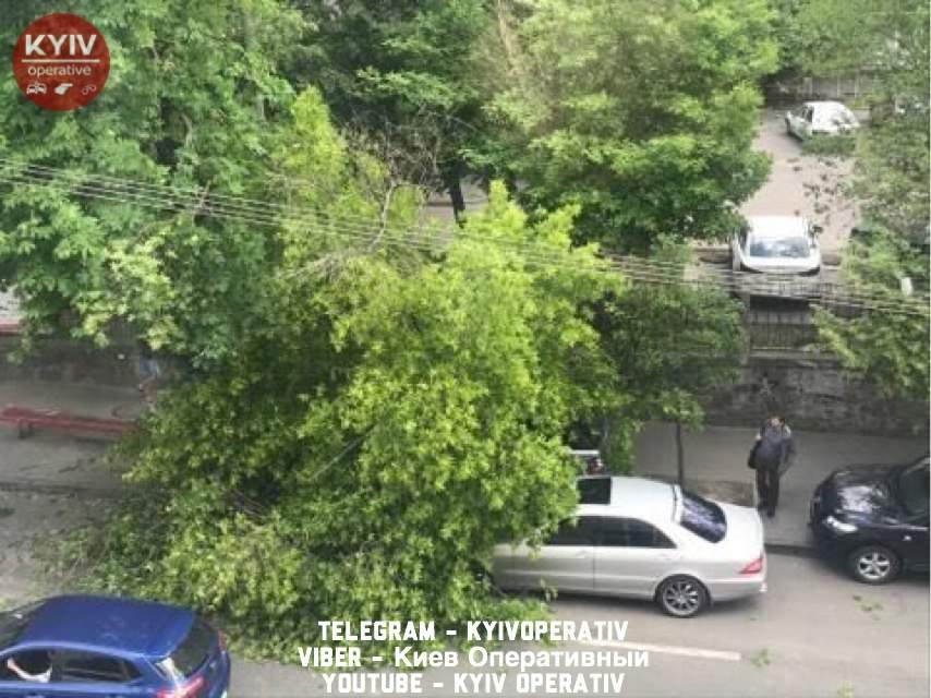 В столице упавшее дерево повредило два автомобиля (фото)