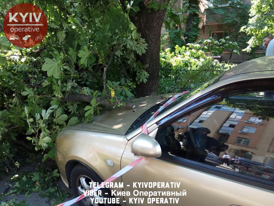 В центре Киева упавшее дерево раздавило иномарку