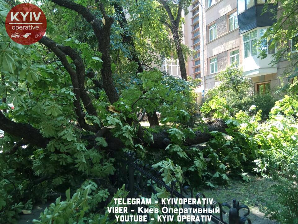 В центре Киева упавшее дерево раздавило иномарку