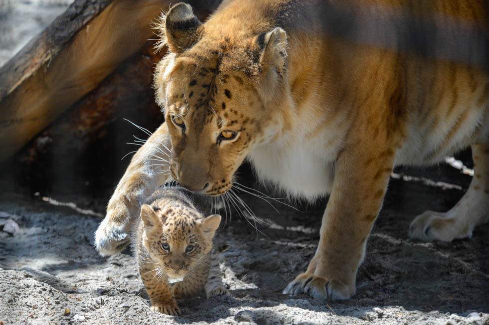 В Германии из зоопарка сбежали львы и тигры