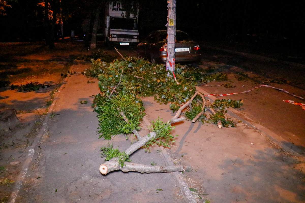 В Киеве на припаркованный автомобиль упали ветки с дерева (фото)