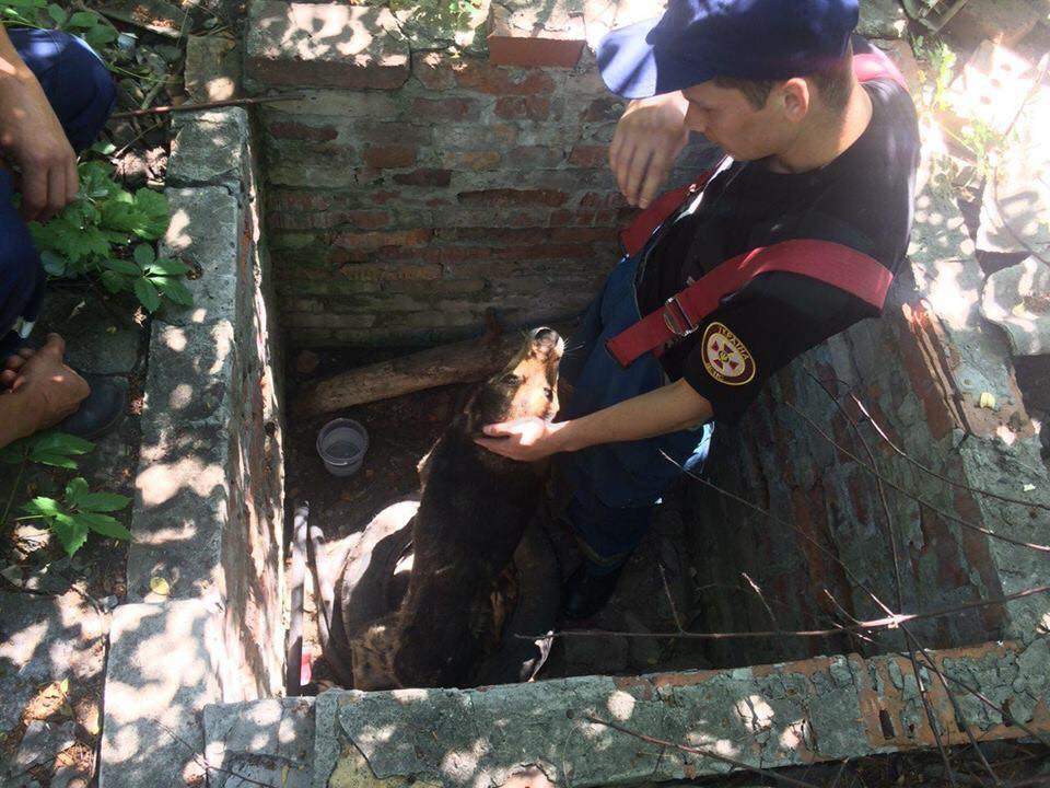 В Донецкой области из колодца достали собаку (фото)