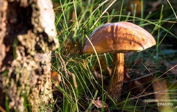 В Луганской области восемь человек отравились грибами
