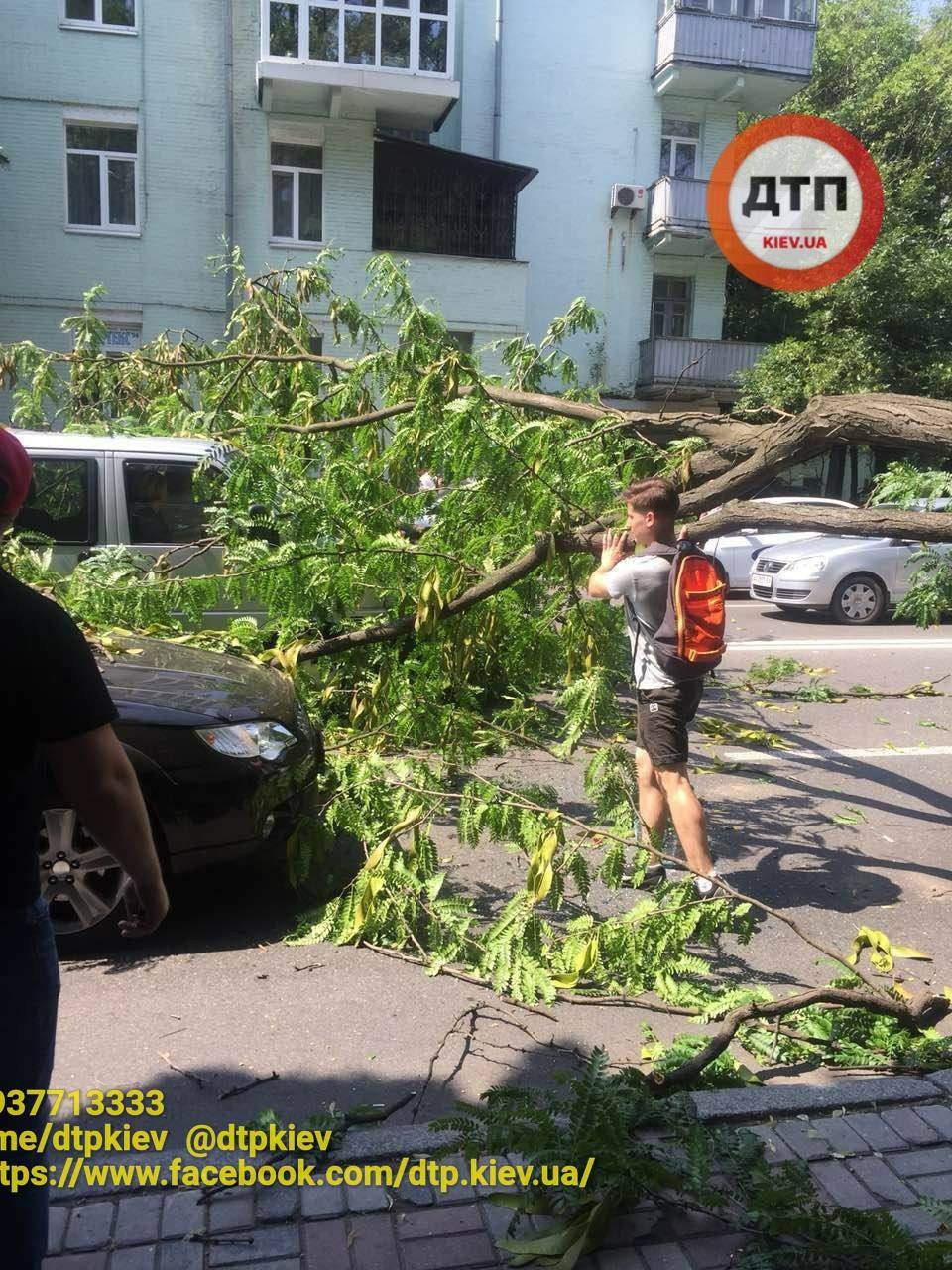 В Киеве перед Верховной Радой на проезжающие автомобили завалилось дерево (фото)
