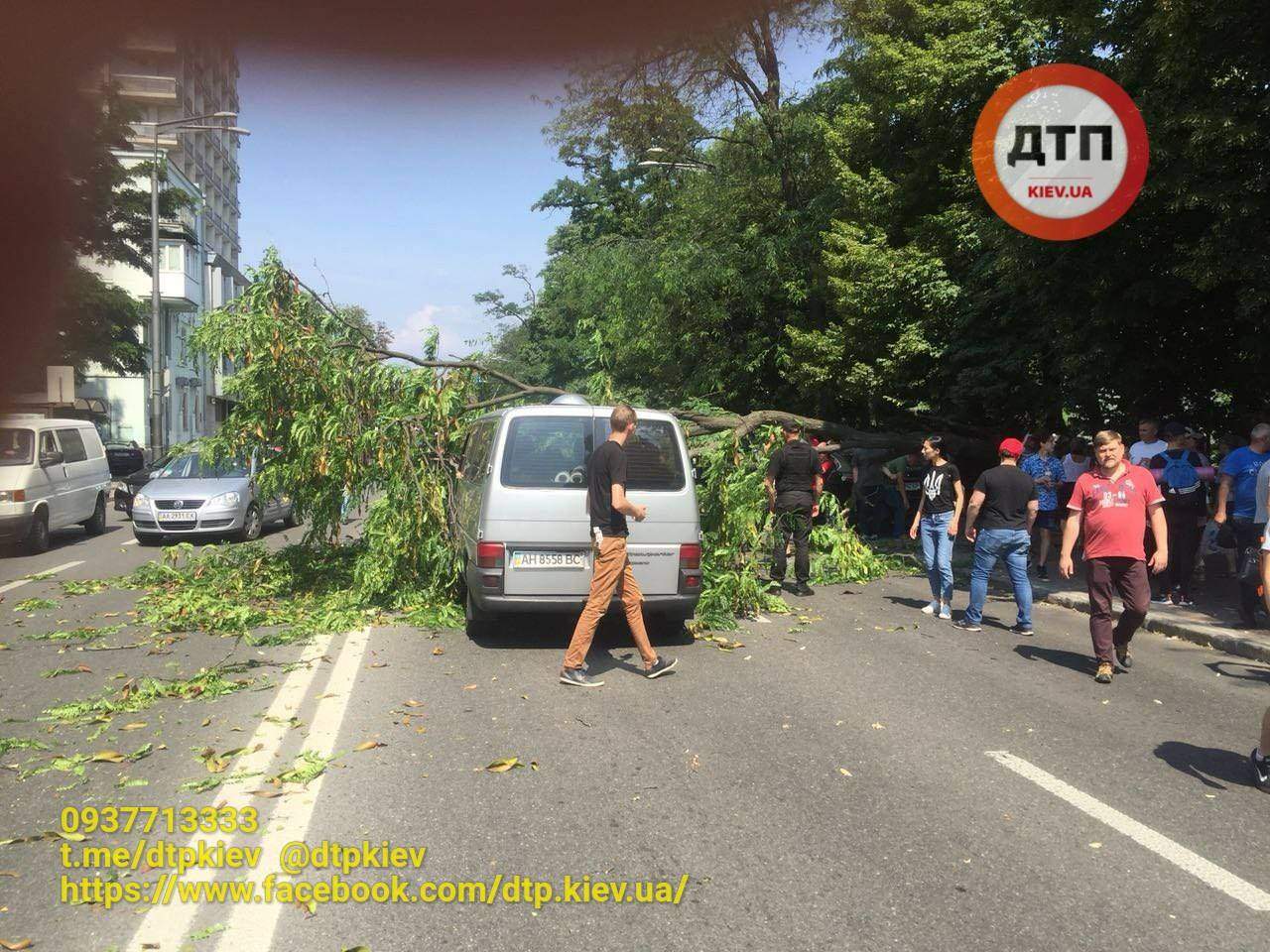 В Киеве перед Верховной Радой на проезжающие автомобили завалилось дерево (фото)