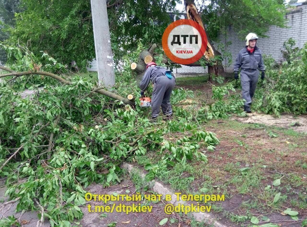 В Киеве на проезжую часть свалилось дерево (фото)