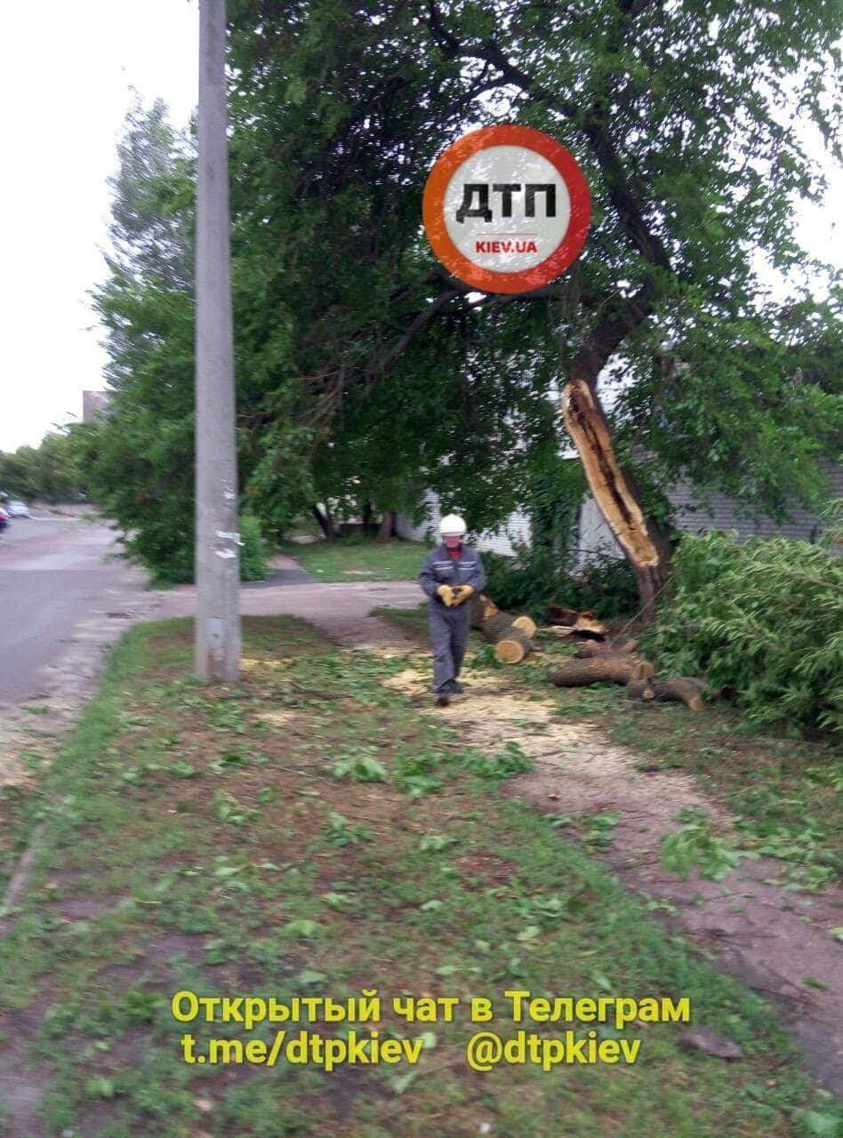 В Киеве на проезжую часть свалилось дерево (фото)