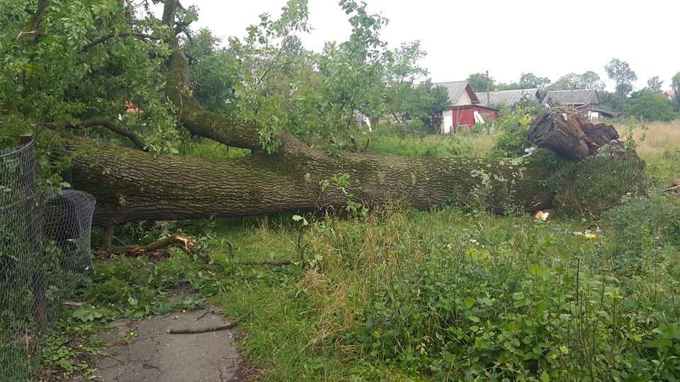 На Прикарпатье ураган и шквалистый ветер повалил многовековые дубы
