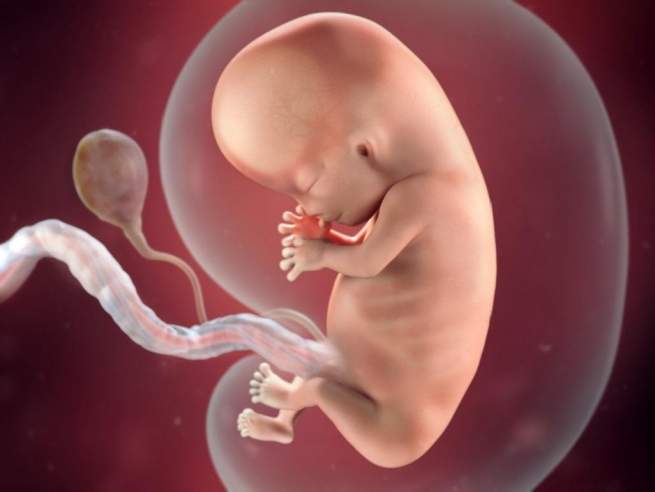На Житомирщине в туалете нашли пакет с эмбрионом ребенка