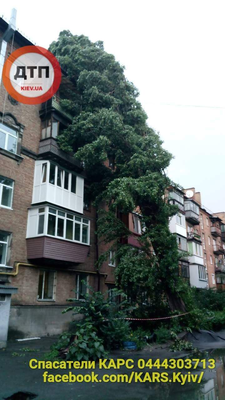 В Киеве огромное дерево завалилось на пятиэтажный дом (фото)