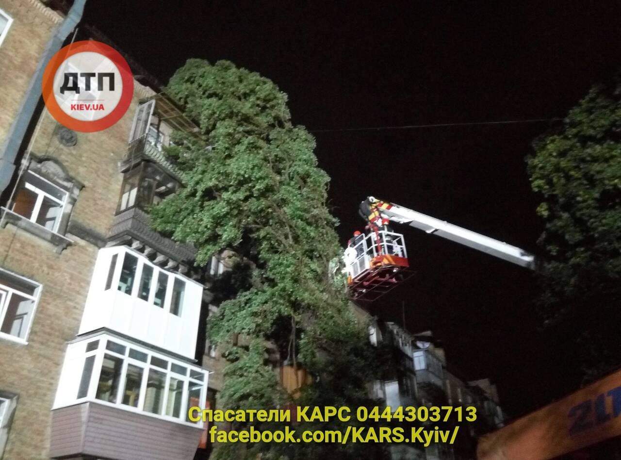 В Киеве огромное дерево завалилось на пятиэтажный дом (фото)