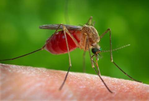 В Харькове у иностранца зарегистрирован первый случай малярии