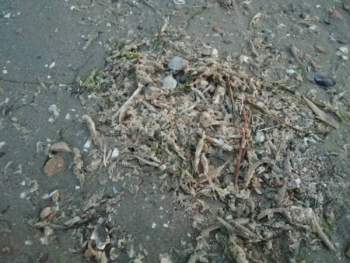 На Николаевщине обнаружили большое количество мертвой рыбы на берегу моря