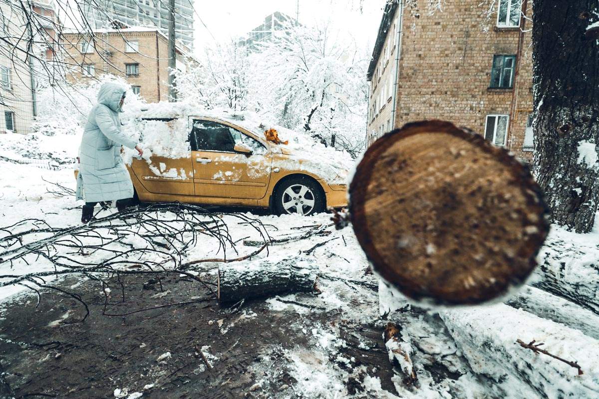 В Киеве на легковой автомобиль упало дерево (фото)