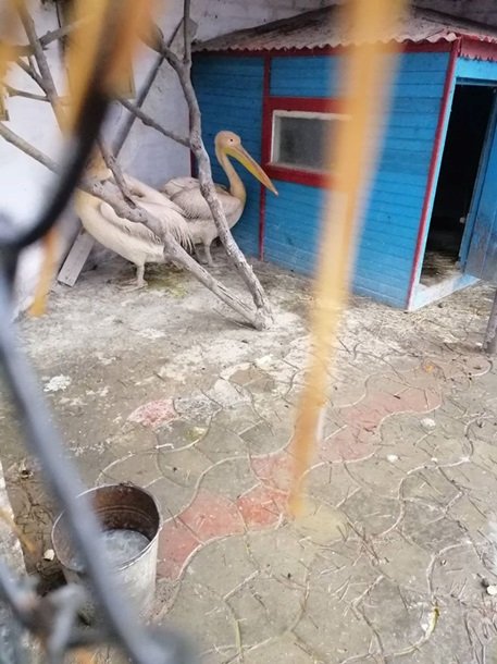 В Харьковской области обнаружили в зоопарке истощенных  животных (ФОТО)