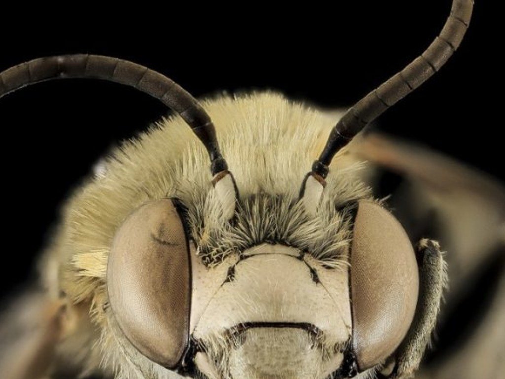 Специалисты обнаружили в куске камня пчелу возрастом сто миллионов лет
