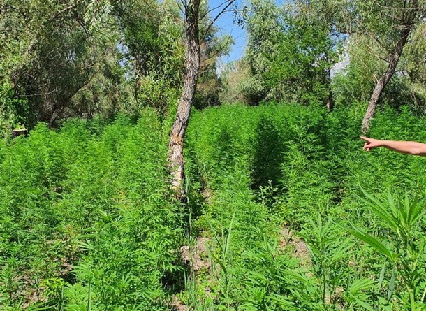 В Одесской области обнаружили крупную плантацию конопли