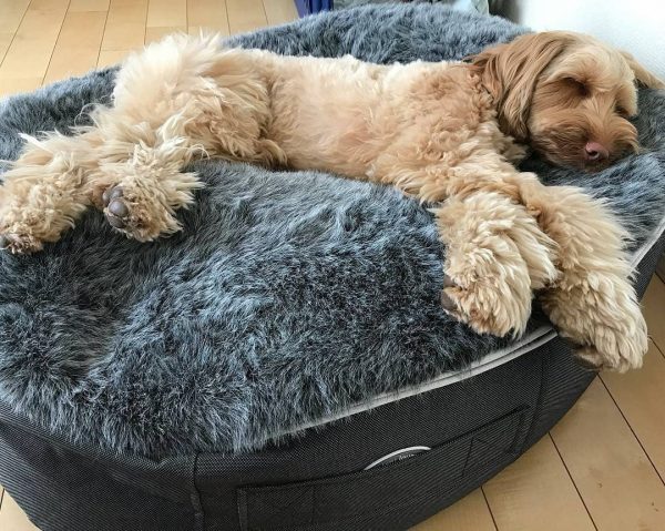 Мягкие лежанки и лежаки диваны для собак
