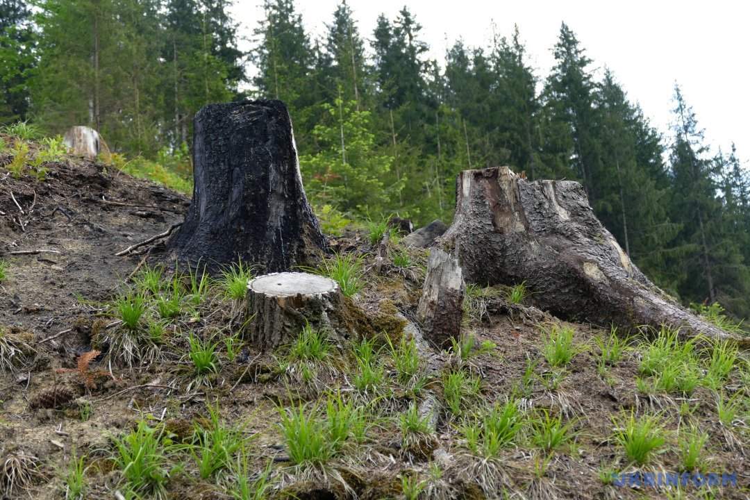 ЕС будет лоббировать вырубку Карпатского леса