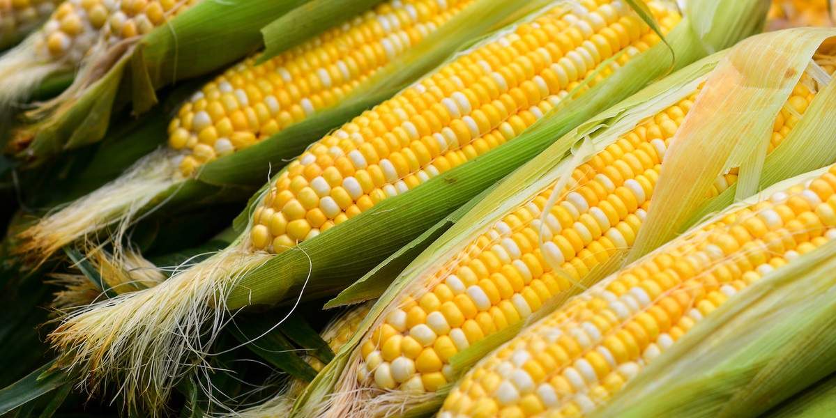 На мировом рынке снизился спрос на кукурузу из Украины