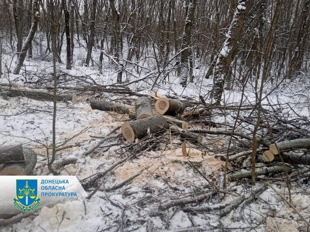 Возле Краматорска лесорубы незаконно спилили деревьев на 1,6 млн гривен
